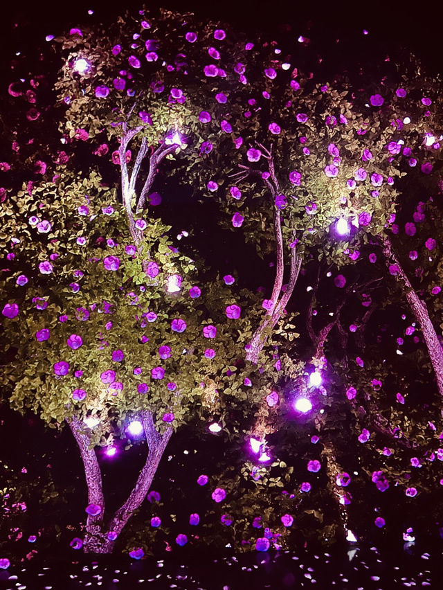 Jeju Arte Magic✨