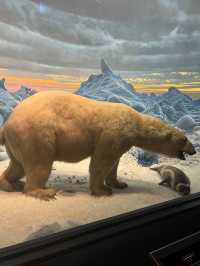 ［紐約旅行］紐約自然歷史科學博物館American Museum of Natural History🦴晚上會活起來的博物館