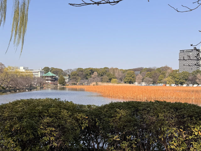 ๐ธ ๋์ฟ ์ฐ์๋
ธ๊ณต์ (Ueno Park) ๐ธ ๋์ฟ ์ฐ์๋
ธ๊ณต์ (Ueno Park)