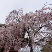 東京台東區