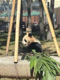 パンダ！