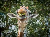 Busch Gardens - Good for quality family time