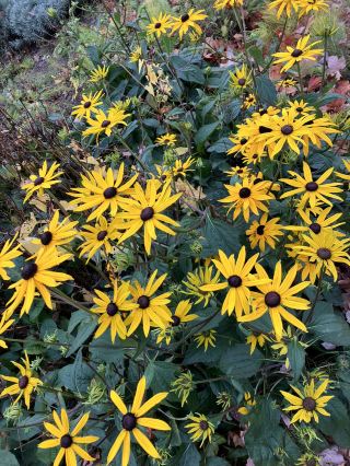 🍁城市秋日氛圍感爆棚！紅葉樹下打卡楓情瞬間