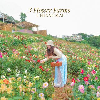 🌸💐🌱 3 สวนดอกไม้ม่อนแจ่ม ที่ได้ไปแล้วใจมันฟูสุดๆ