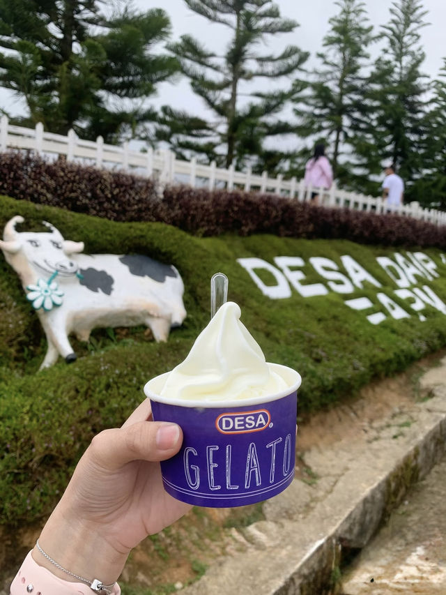 Fresh air, green hills, and happy cows—Kundasang perfection🐄⛰️ Fresh air, green hills, and happy cows—Kundasang perfection🐄⛰️