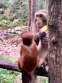中國湖南張家界一日遊 武陵源 張家界 天子山 金鞭溪