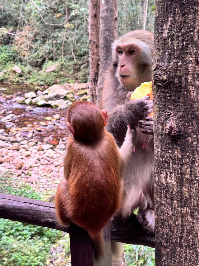 中國湖南張家界一日遊 武陵源 張家界 天子山 金鞭溪 中國湖南張家界一日遊 武陵源 張家界 天子山 金鞭溪