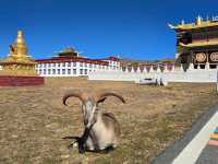 วัดมู่ยา (Muya Temple หรือ วัดมูหย่าต้าซื่อ 木雅大寺)