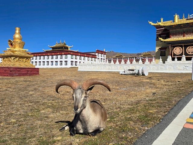 วัดมู่ยา (Muya Temple หรือ วัดมูหย่าต้าซื่อ 木雅大寺)