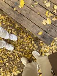 不用飛韓國及日本,在中國廣東也可看到超美的銀杏🤩🤩