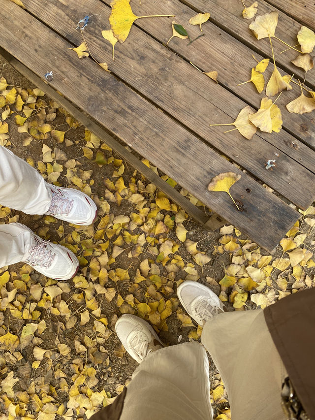 不用飛韓國及日本,在中國廣東也可看到超美的銀杏🤩🤩 不用飛韓國及日本,在中國廣東也可看到超美的銀杏🤩🤩