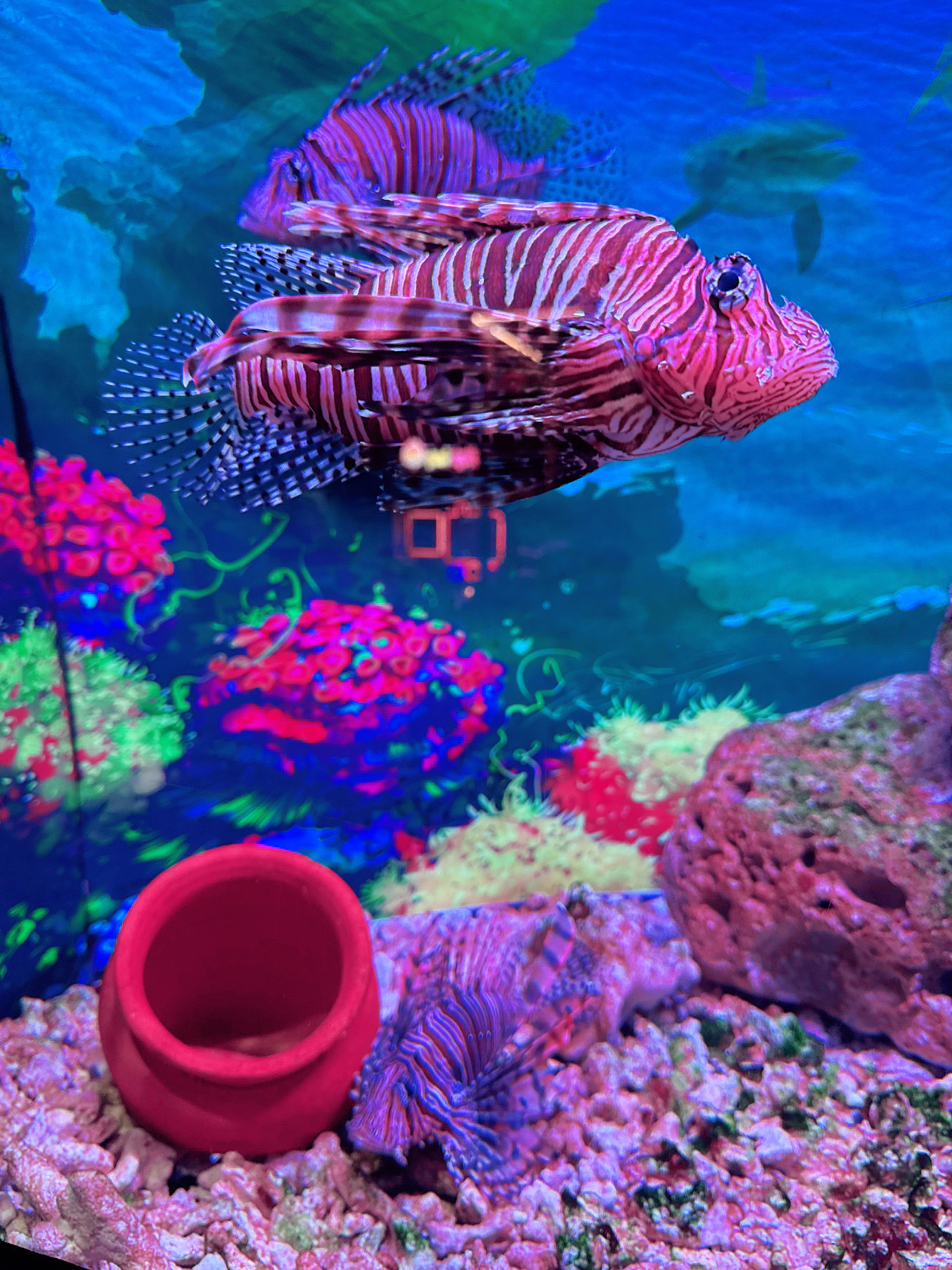 HANOI LOTTE AQUARIUM.