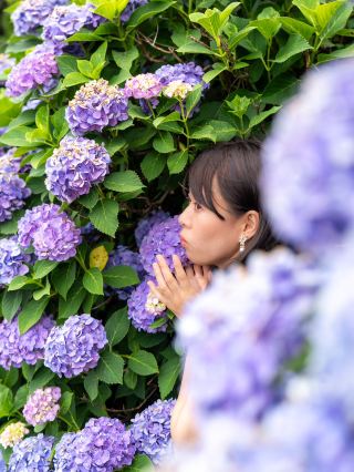 3 Must-Visit Hydrangea Spots in Aichi Prefecture.