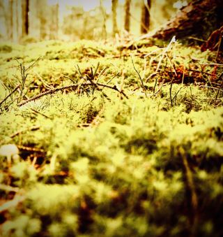 Vadvetjåkka's Mossy Canyon and the Glacier Tongues: Sweden's Northernmost Parkeasytravelpost #Vadve