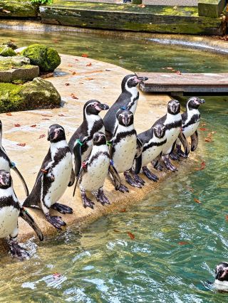 不僅僅是動物園
