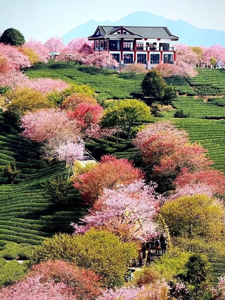 An In-Depth Guide to Yongfu Cherry Blossom Garden: Riding the Mini Train through Green Tea Hills and Pink Tunnels in Fujian