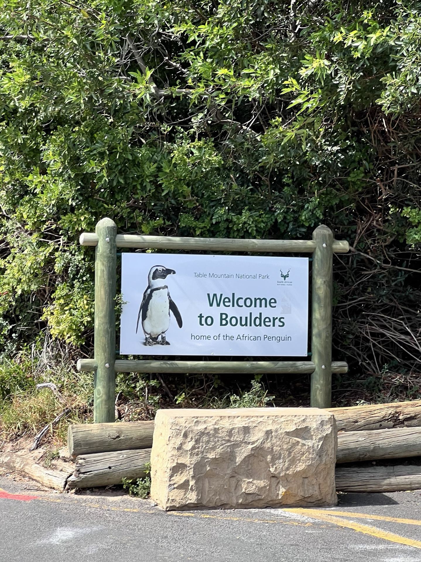 MEET THE CUTEST LOCALS IN CAPE TOWN — AFRICAN PENGUINS OF BOULDERS BEACH! 