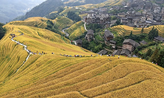 A breathtaking display of golden rice paddies! Mark the landmark of the spectacular Longji Rice Terraces in Guilin.