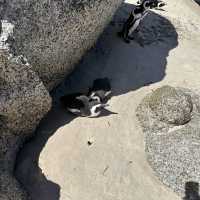 Penguin beach 