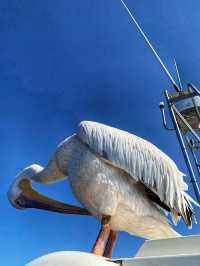 Walvis Bay: The Coastal Gem of Namibi