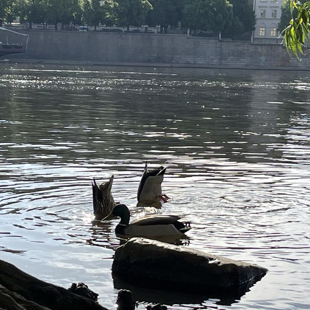 Charles bridge… The must go in Prague