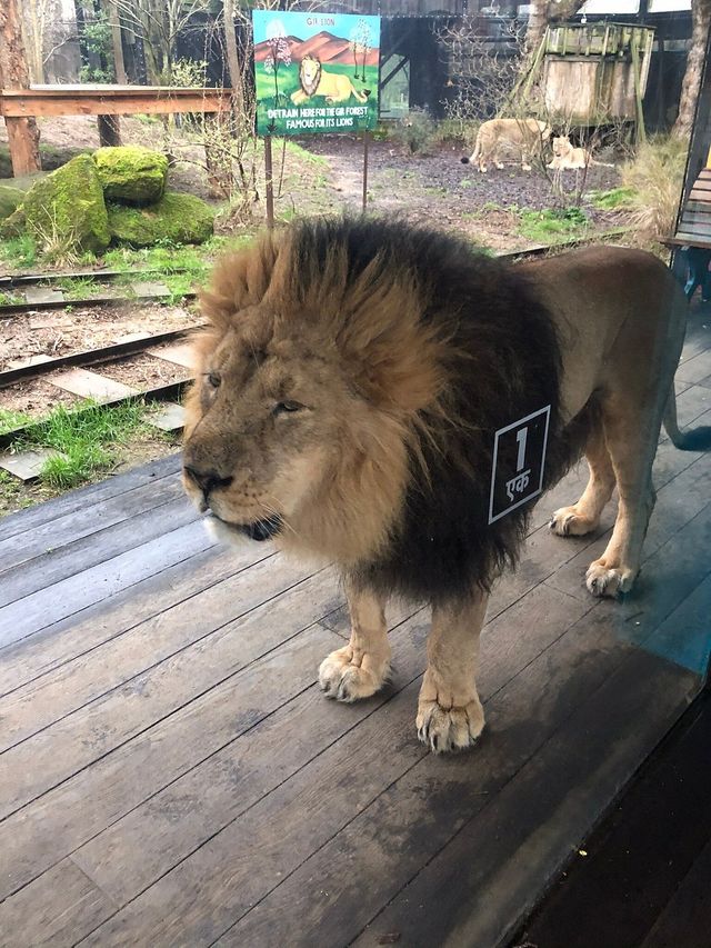 London Zoo: Where Wonder Meets Conservation