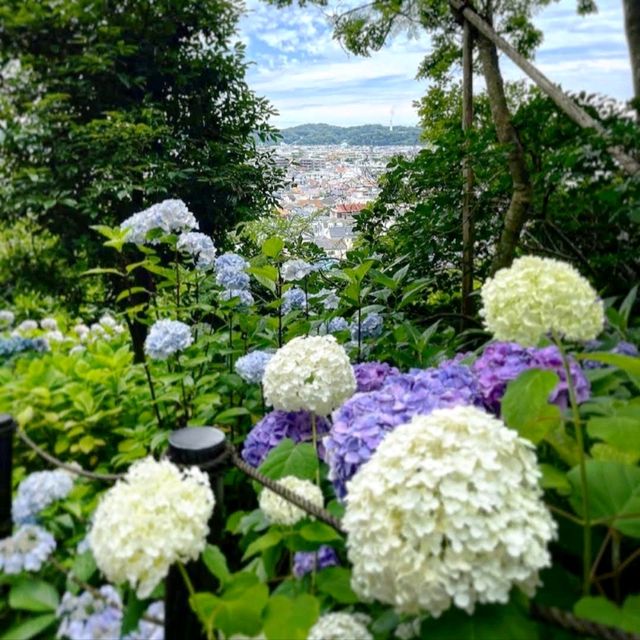 《長谷寺》💐著名的繡球花花園💐鎌倉最古老的寺廟之一