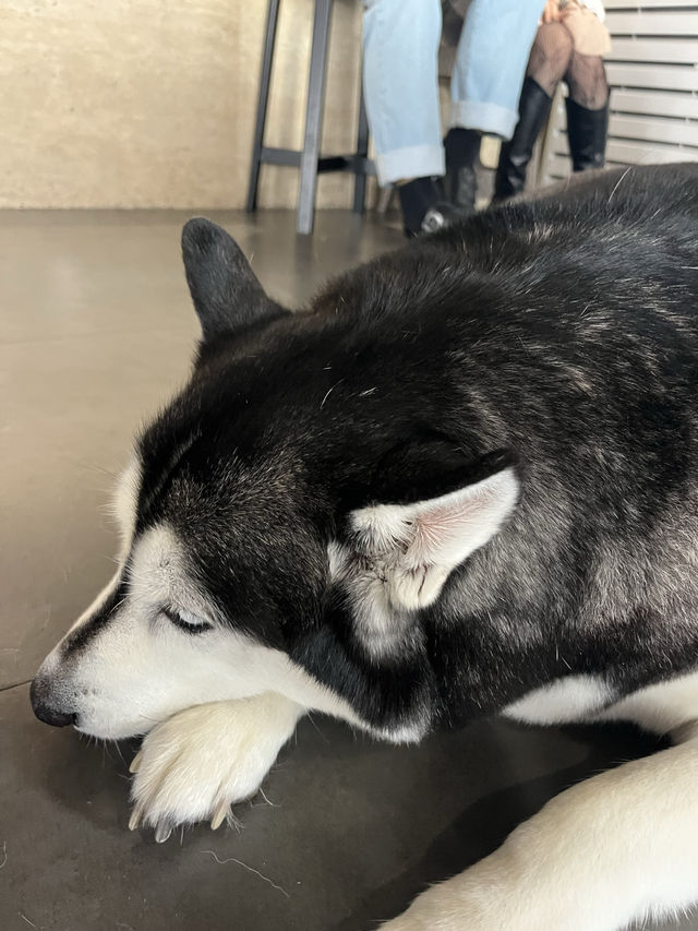 허스키 4마리가 있는 부산카페