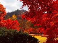 Naejangsan national park Korea 