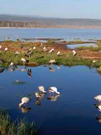 Lake Nakuru National Park, Kenya