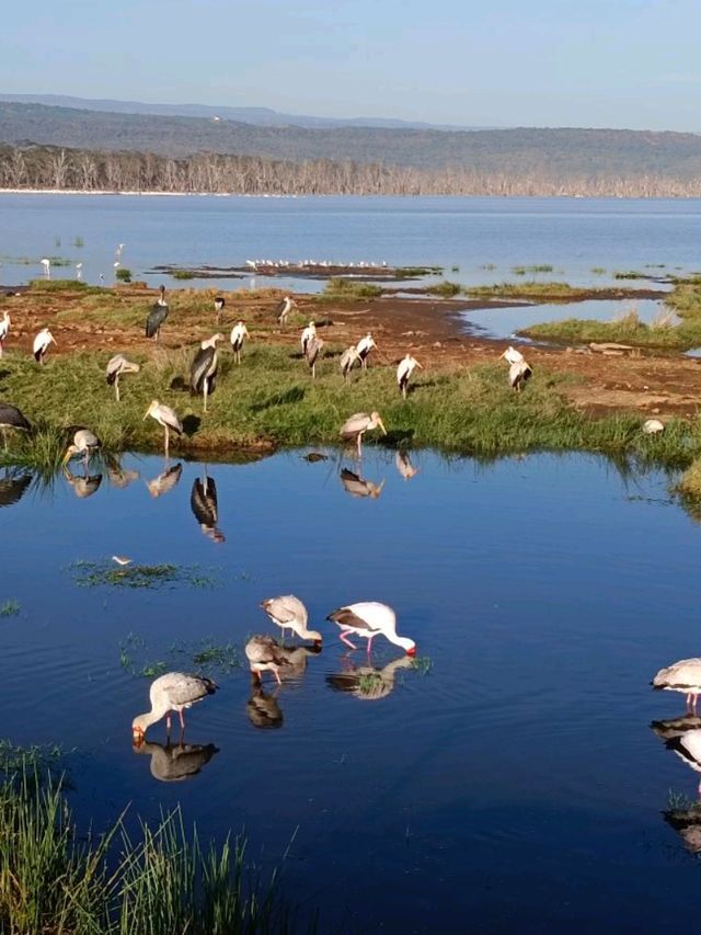 Lake Nakuru National Park, Kenya