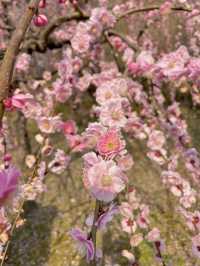 【京都:城南宮】京都の隠れた名所で特別な春を🌺✨