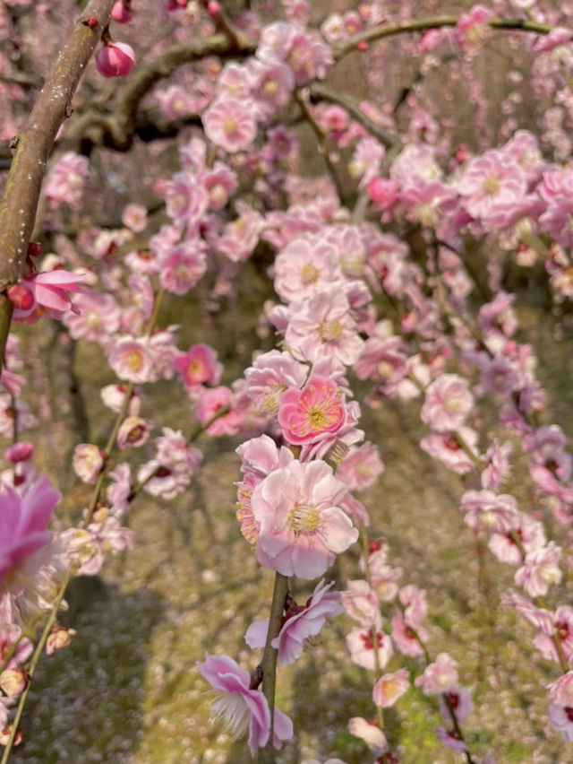 【京都:城南宮】京都の隠れた名所で特別な春を🌺✨