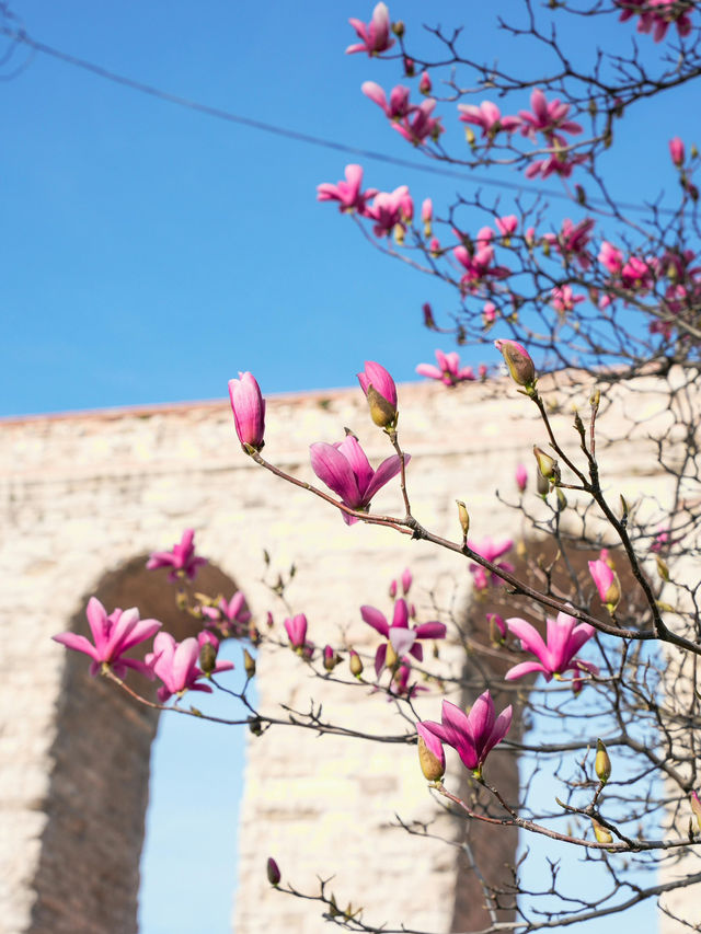 Urban Bloom: Spring Energy in Notting Hill🏞️