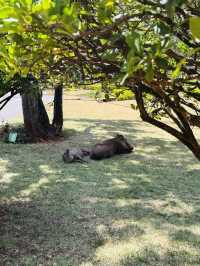 Bomas of Kenya – Where Kenya’s Cultures Come Alive 🛖