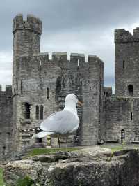 Caernarfon castle is a highlight 