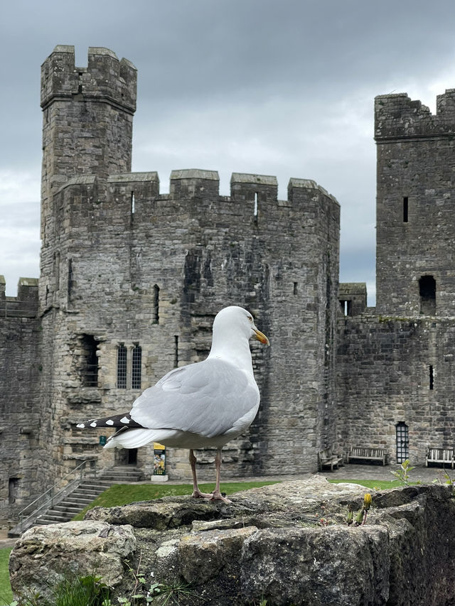 Caernarfon castle is a highlight 