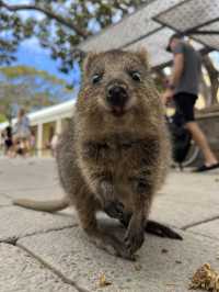 世界一幸せな動物に会いに行ってきました🩷