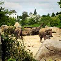 💸🐾 Cheap Travel Gem: Prague Zoo is Wildly Worth It! 🇨🇿🦁