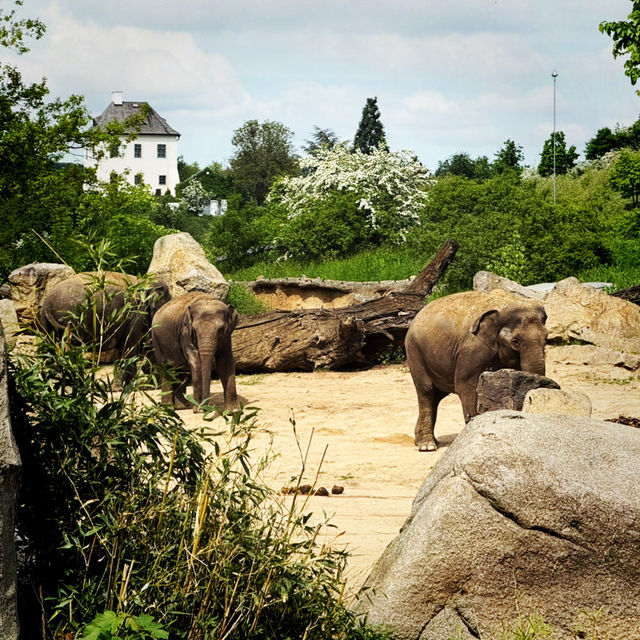 💸🐾 Cheap Travel Gem: Prague Zoo is Wildly Worth It! 🇨🇿🦁