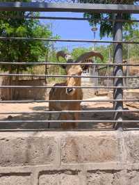 Yerevan Zoo