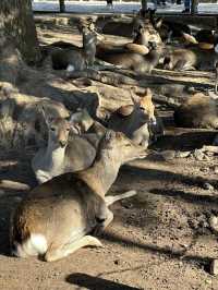 Japan Itinerary 3: Just back from a deep-dive day in Nara