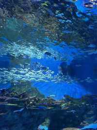 Hohhot Aquarium Adventure: Jellyfish Vibes & Ticket Hacks 🐠✨