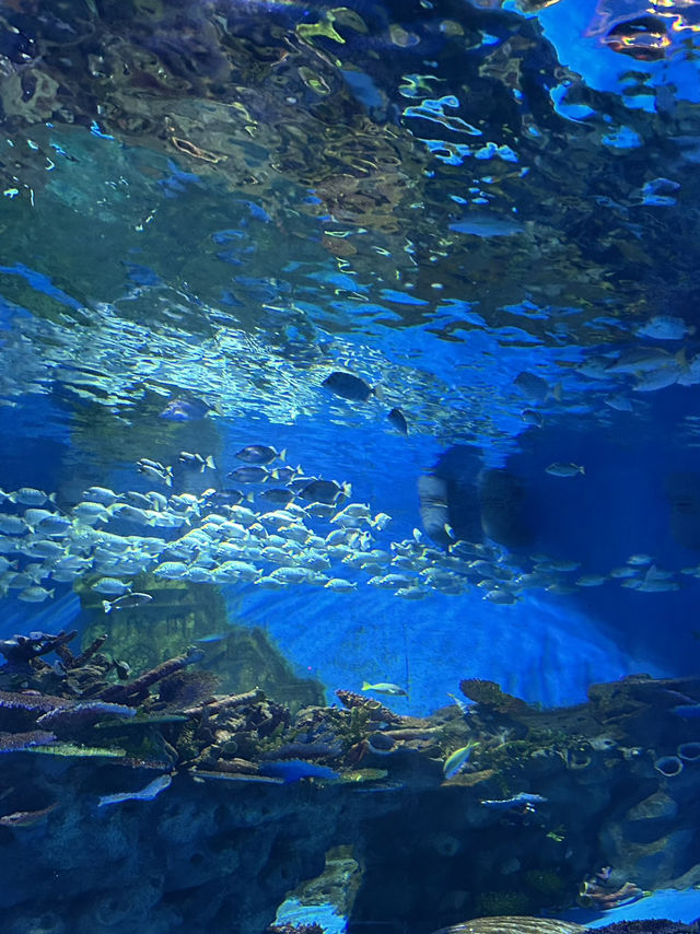 Hohhot Aquarium Adventure: Jellyfish Vibes & Ticket Hacks 🐠✨