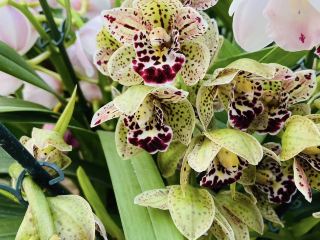 Claude Monet’s Garden 