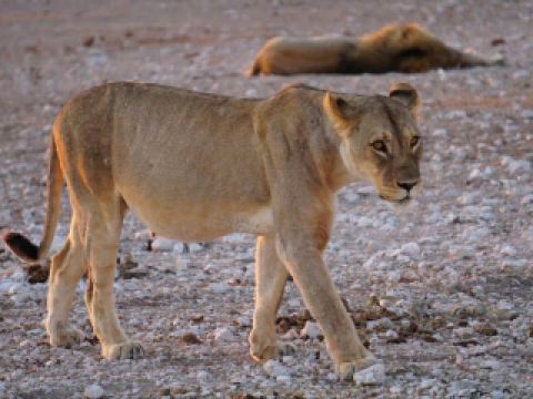 Sunset Wildscape🌅