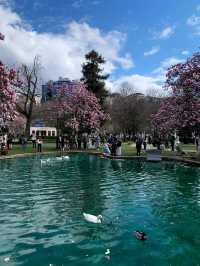 🌸 Magnolia Season at Ihlamur Kasrı: One of Istanbul’s 