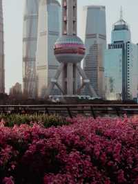 Sakura Season in Shanghai🌸🌷
