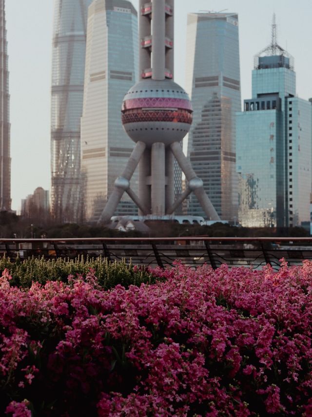 Sakura Season in Shanghai🌸🌷