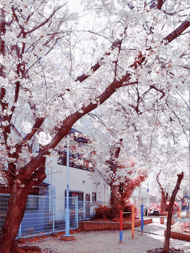 Latest cherry blossom viewing guide in Osaka, Japan, don't just go to Osaka Castle Park foolishly.